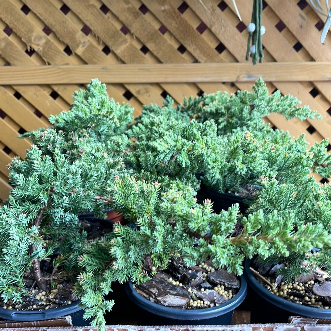 Bonsai Trees