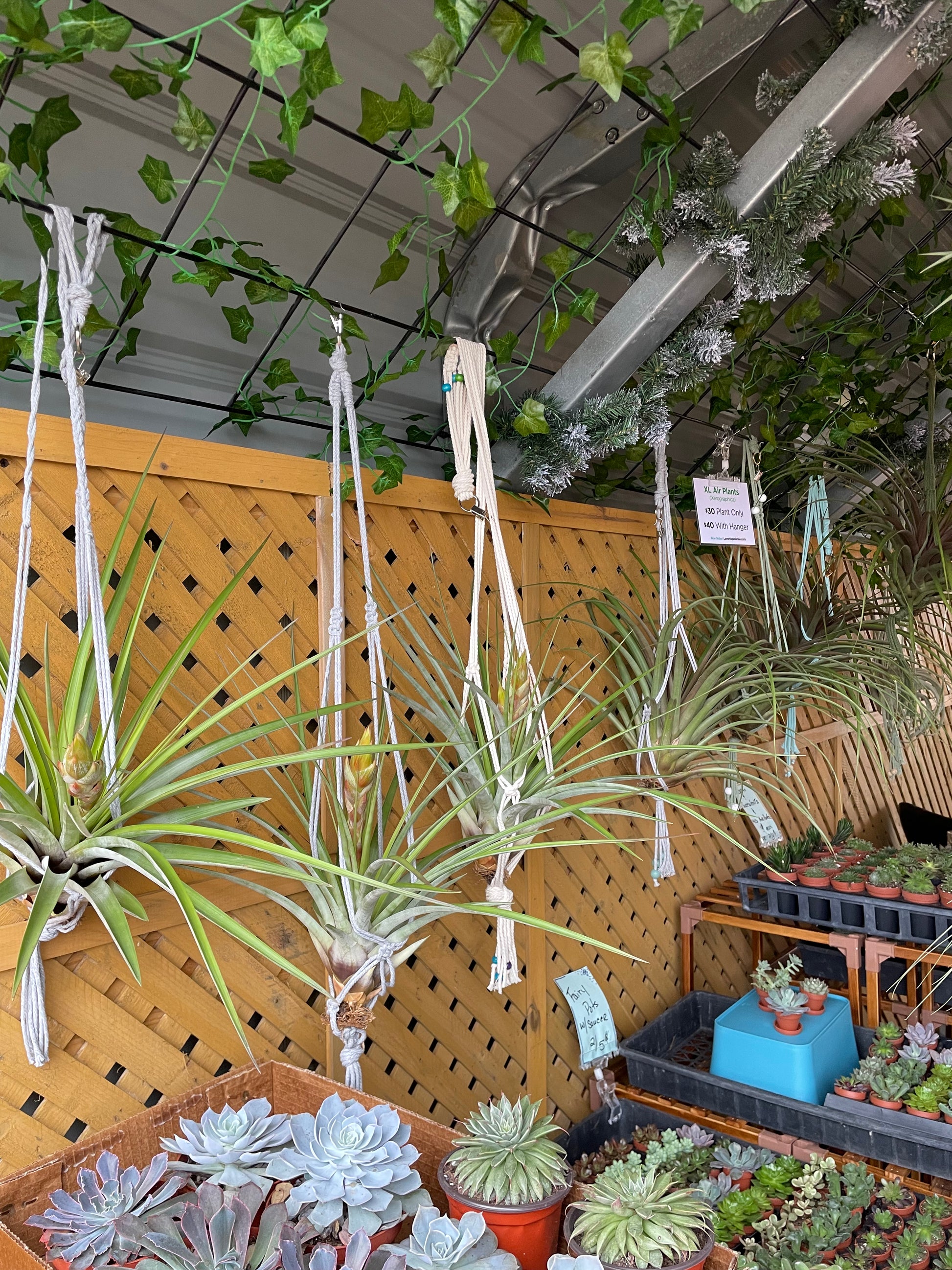 fasciculata tropiflora air plant Fasciculata Tropiflora