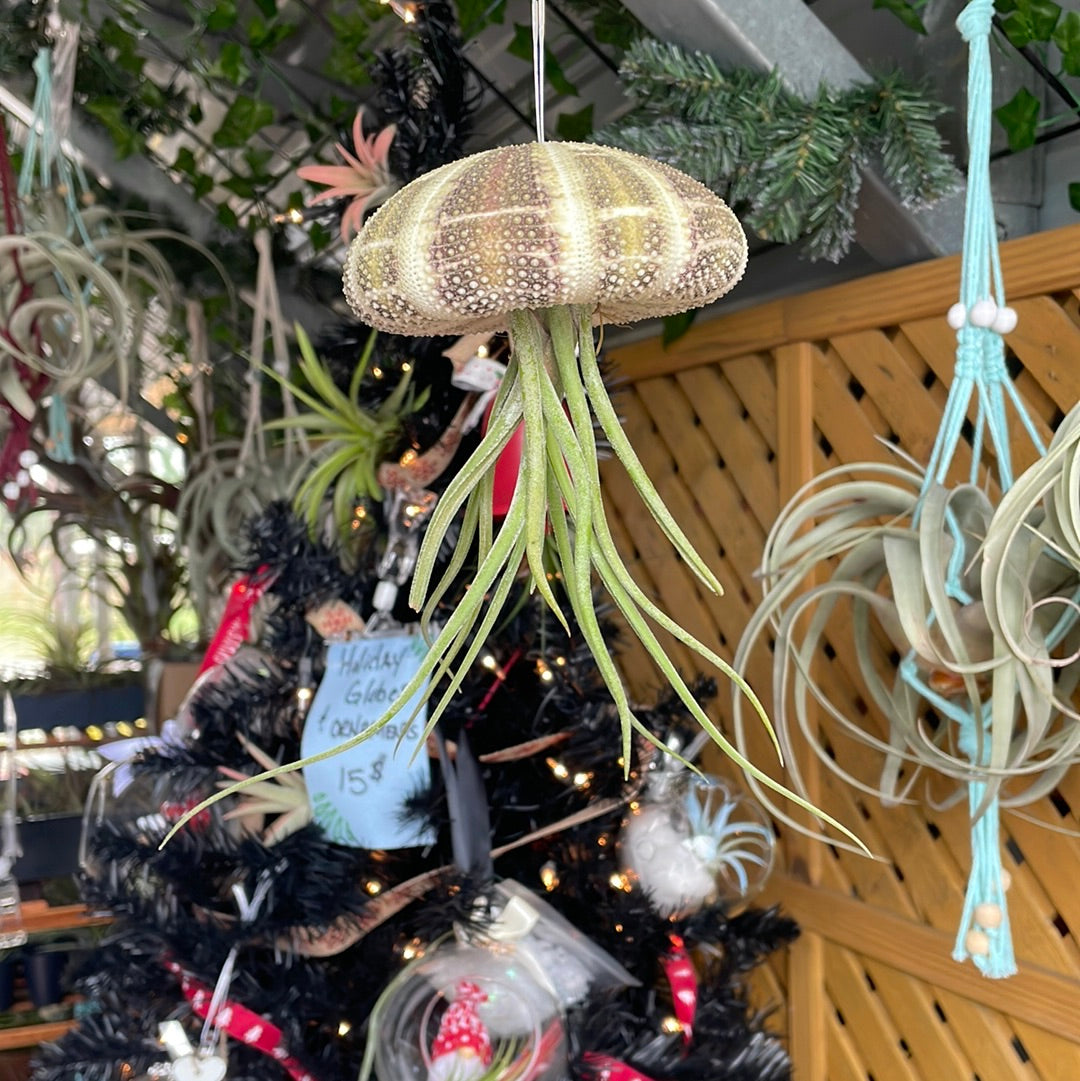 Hanging Sea Urchin