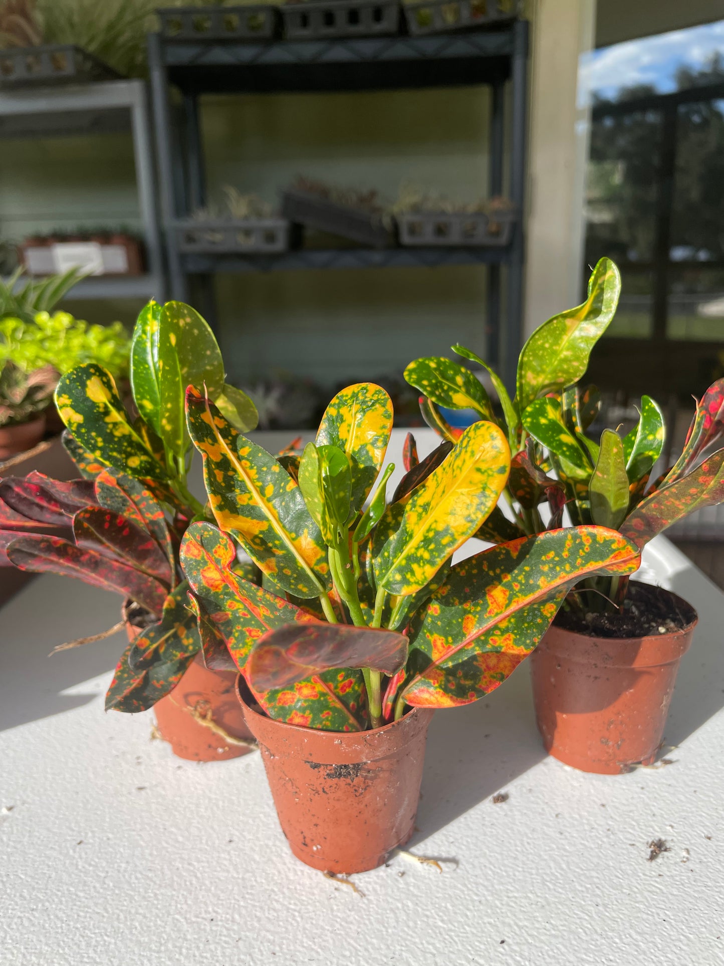 Codiaeum Variegatum "Croton"