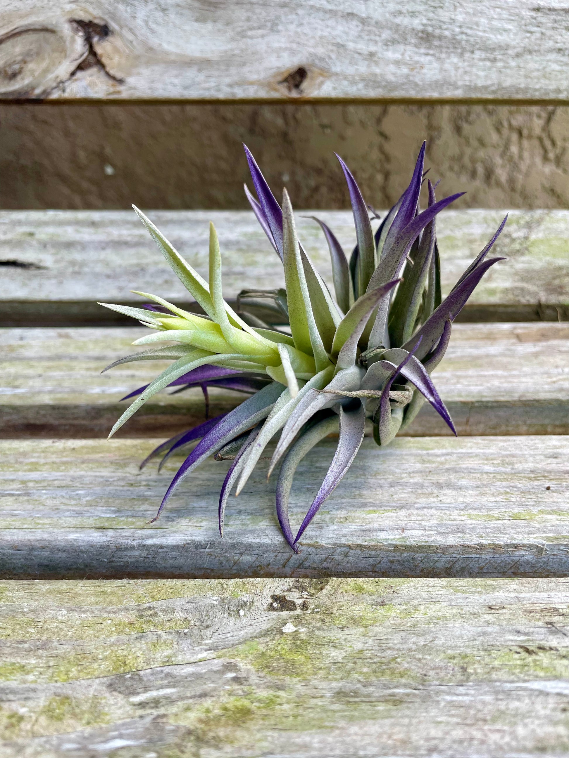 air plant with purple tips Harrisii – Lovehopegrow