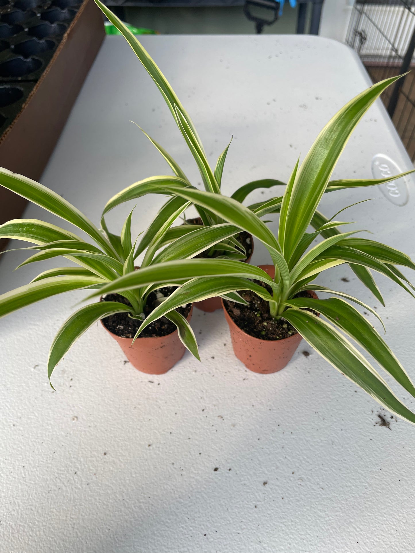 Dracaena Reflexa