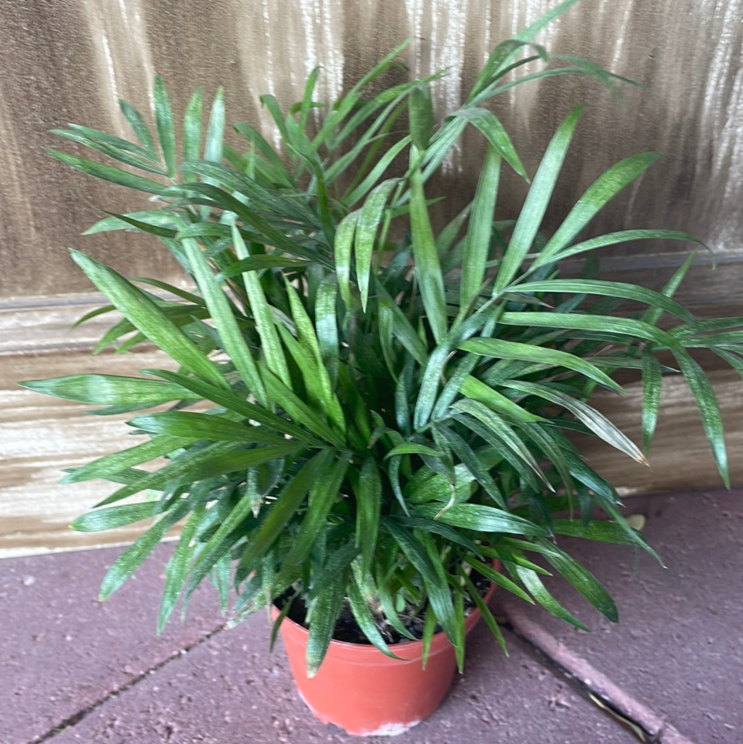 parlor palm white spots Parlour Palm – Lovehopegrow