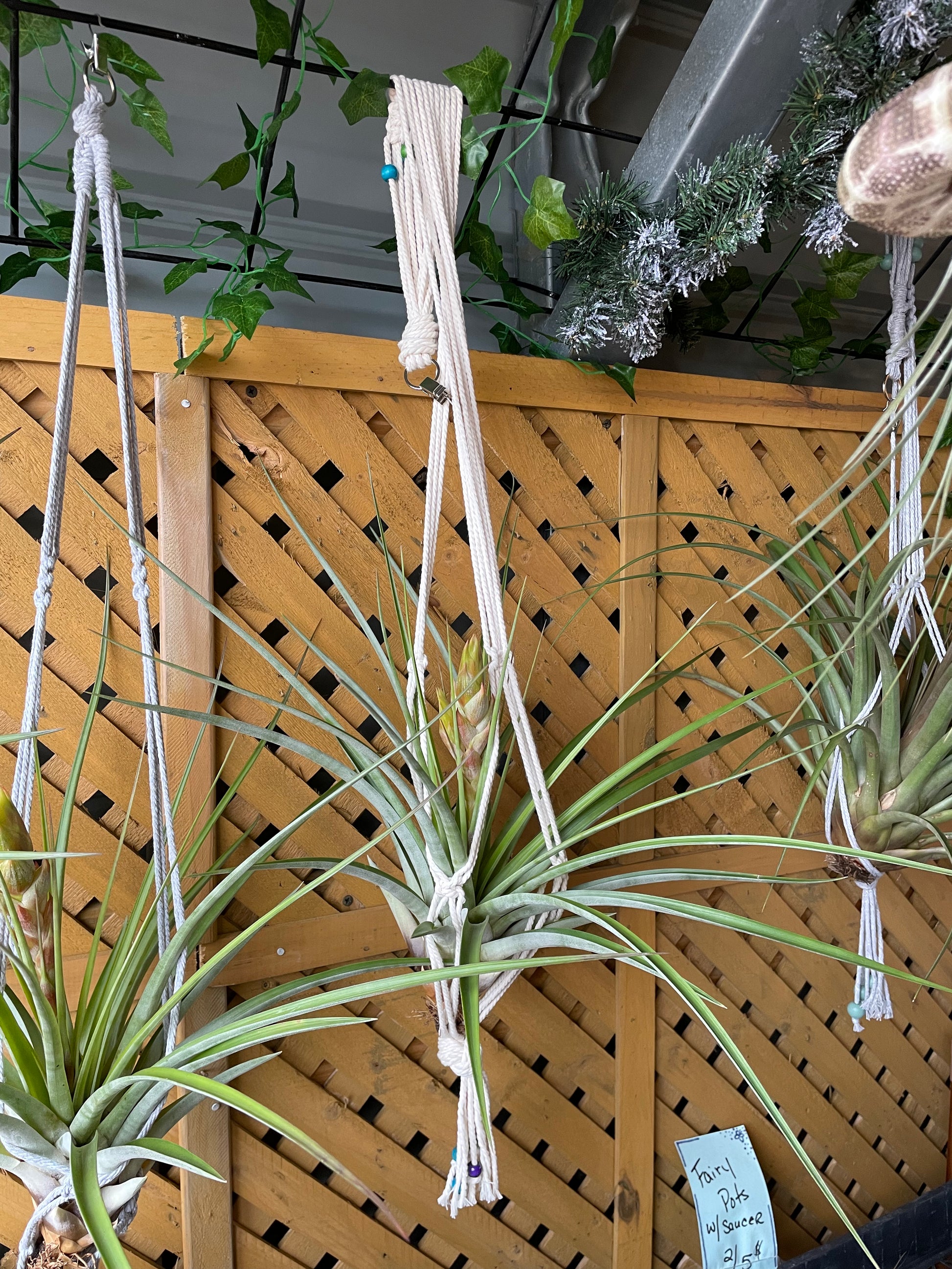 fasciculata tropiflora air plant Fasciculata Tropiflora – Lovehopegrow